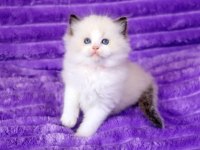 Bebek Surat Ragdoll güzeli