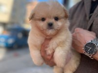 Kilo garantili Maltipoo Yavrumuz