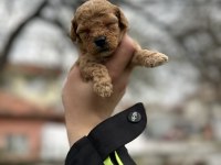 Toy poodle yavrular
