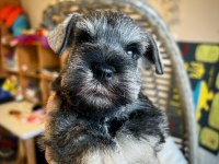 FCI şecereli Miniatute Schnauzer yavruları