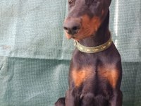 A şecereli doberman yavrular