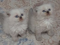 TOPKAFA KAN HATTI BELLİ SAFKAN CİNS KEDİLER