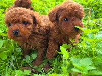Toy poodle muhteşem bebekler