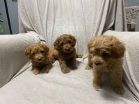 60 günlük toy poodle yavrular