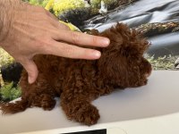 Çok Tatlı 3,5 Aylık Orijinal Toy Poodle Dişi Yavru