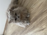 Kısırlaşmış British longhair İstanbul