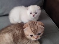 2 aylık yavru dişi kediler