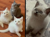 British shorthair sevimli 2 aylık yavrularımız