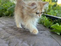 Golden British Longhair
