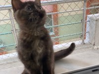 British shorthair bebeklerime yuva arıyorum
