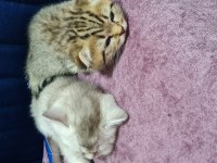 2 aylık scottish fold ve british