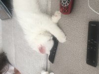 Duygularınızı değiştirecek chinchilla bebişlerim