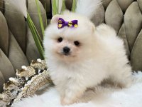 Pomeranian Boo Köpekleri İçin Ulaşın