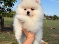 Oyuncak Bebek Gibi Tatlı ve Enerjik Pomeranian Dostumuz