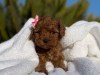 A kalite toy poodle bebeklerim