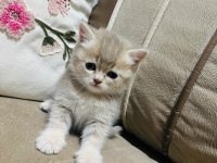 Anne baba şecereli çok kaliteli british longhair