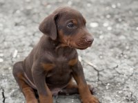 SAFKAN DOBERMAN YAVVRULAR