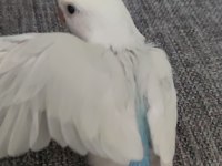 SEVDA PAPAĞANI YEME DÜŞMÜŞ EL BESLEME ELE ALIŞIK
