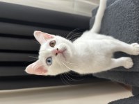 4 Aylık British Shorthair ODD EYE