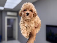 ÜST DÜZEY MALTİPOO YAVRULARIMIZ