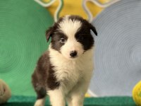 Zeka Küpü Border Collie Yavrular