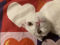 3aylık scottish kedi