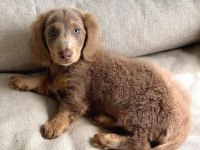 ISABELLA LONGHAİR DACHSHUND NADİR BULUNAN IRK