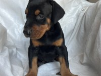 Safkan doberman yavrular