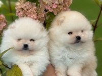 Pomeranian Boo Yavrular Teddy Bear
