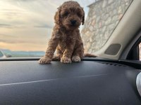 POODLE BEBEKLER