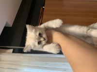 Uygun puanlı British Shorthair yavrular