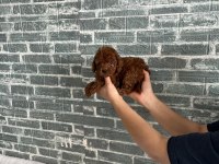 Kore Kan Poodle Bebekler