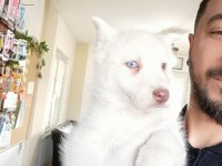 YAKIŞIKLI HUSKY SİBİRYA KURDU YAVRULARIMIZ