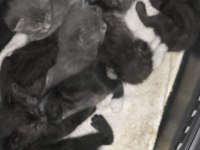 4 Yavru Ve Anne Kediye Yuva Arıyoruz