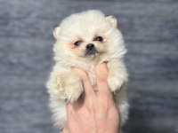 Pomeranian bebekleri