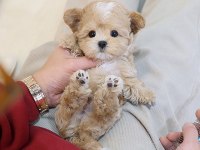 En sevimli maltipoo çocuklar