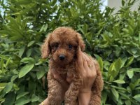 Saf Kan Yüksek Kalite Toy Poodle Yavrularımız