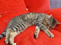 Vanda Sahiplendirilecektir British Shorthair