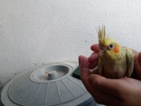 Uygun yavru sultan papağanı