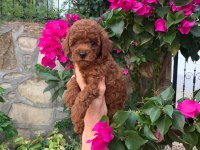 KIVIRCIK TOY POODLE KÖPEKLER
