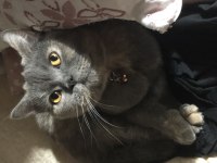 Ücretsiz British Shorthair Blue Cream