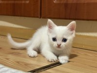 3 scottish fold 1 british