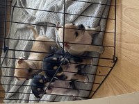 2 aylık yavru chihuahua