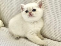 Beyaz Prens Mavi Boncuk Gözlü Safkan British Shorthair