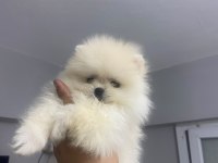 Pomeranian Boo Erkek