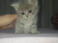 British shorthair bebekler
