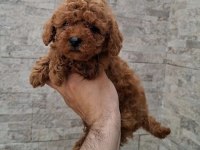 Yasal Çiftlikten Toy Poodle Yavrularımız
