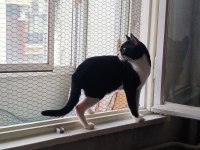 İki erkek biri smokin diğeri gri tekir kediler