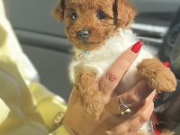 Cins Toy Poodle Yavru