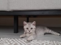 British Shorthair Tabby